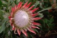 /album/galeria-de-fotos/king-protea-1-copia-jpg/